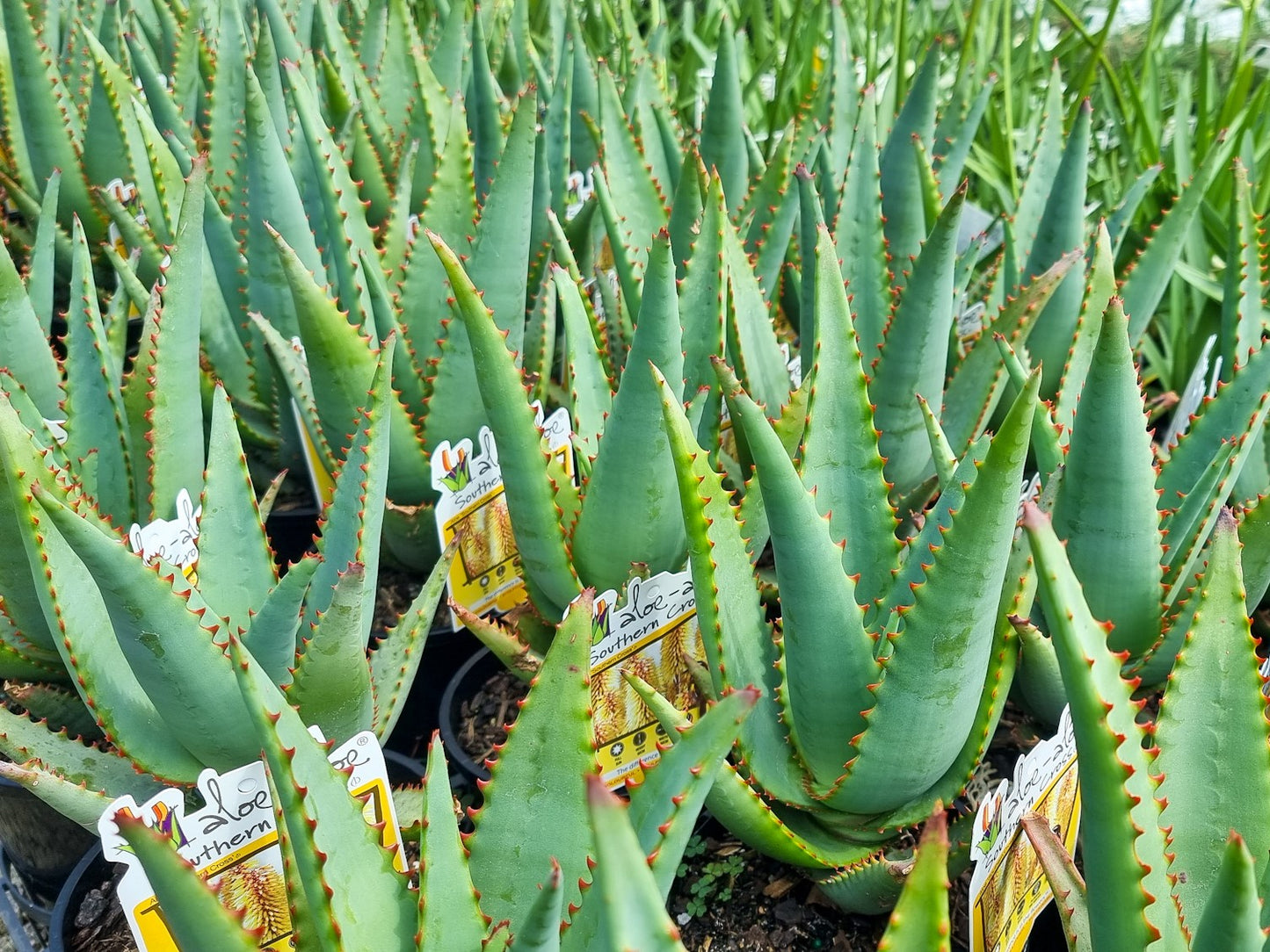 Aloe hybrida Southern Cross PBR AlohybSC Succulent 140mm