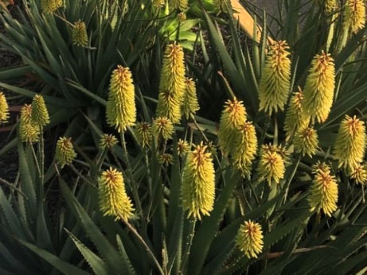 Aloe hybrida Southern Cross PBR AlohybSC Succulent 140mm