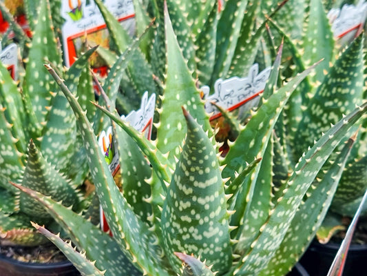 Aloe hybrida Spots N Dots AlohybSND LEO6132, Succulent 140mm