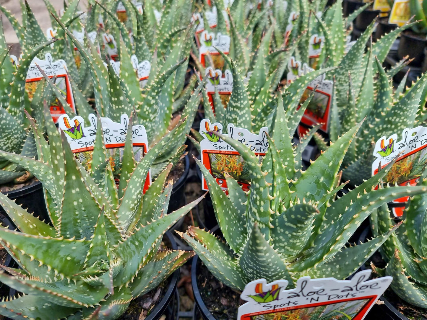 Aloe hybrida Spots N Dots AlohybSND LEO6132, Succulent 140mm