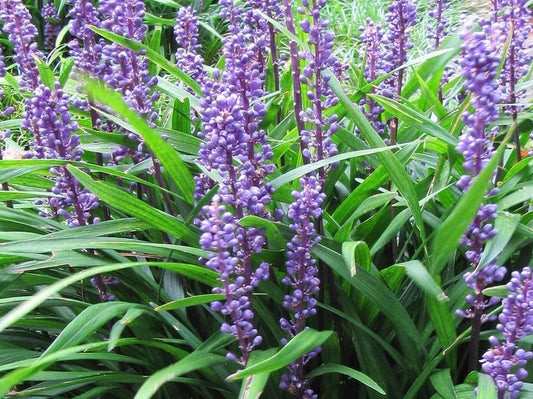 Liriope muscari Big Blue LirmusBB Lilyturf, Lily Turf, Border Grass, Monkey Grass 140mm