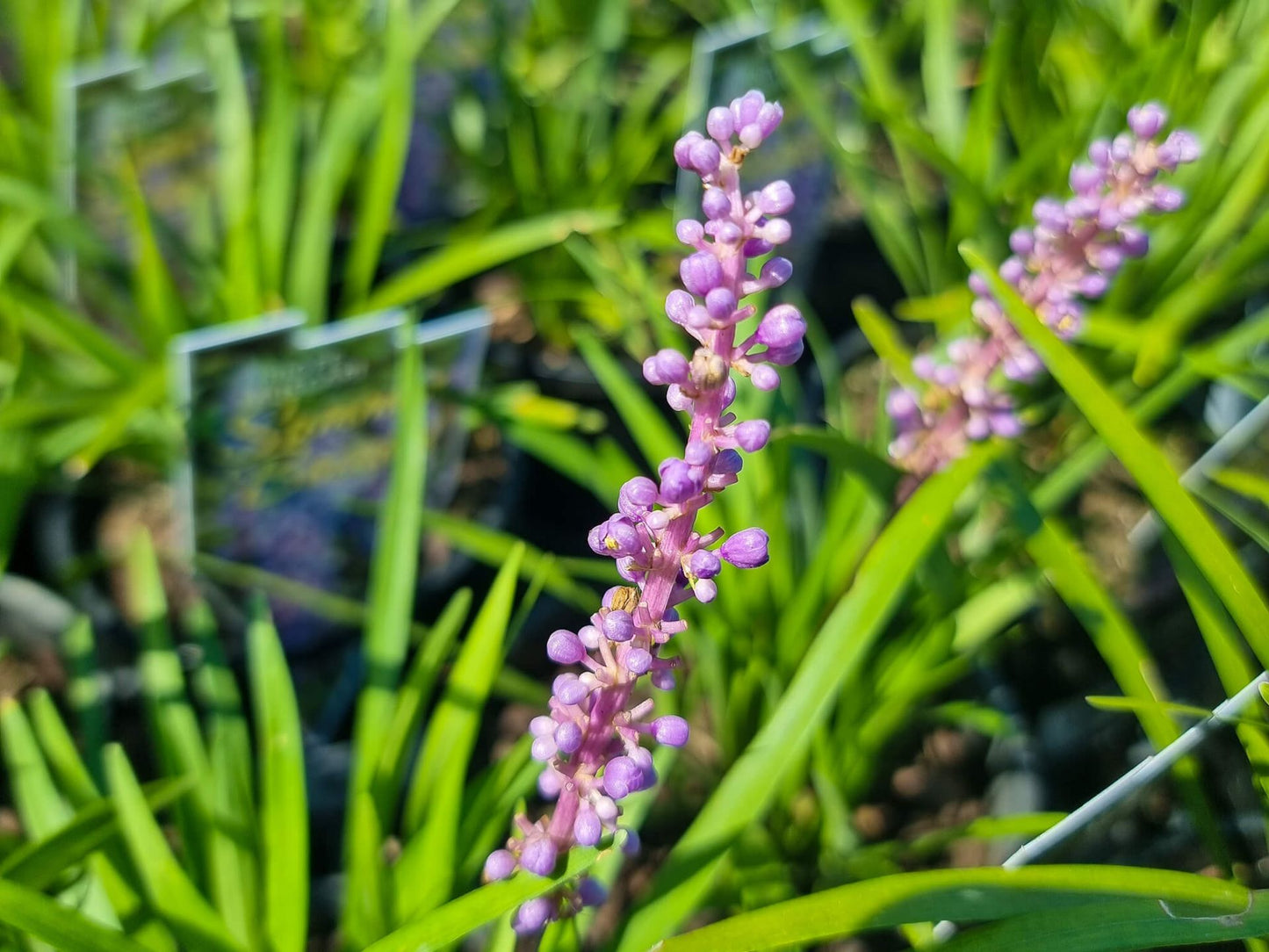 Liriope muscari Summer Beauty PBR LirmusSB Lilyturf, Lily Turf, Border Grass, Monkey Grass 140mm