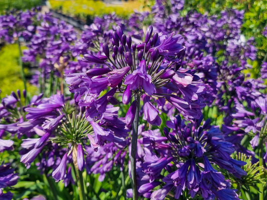 Agapanthus hybrida Poppin Purple AgahybPPu Lily of the Nile, African Lily 140mm