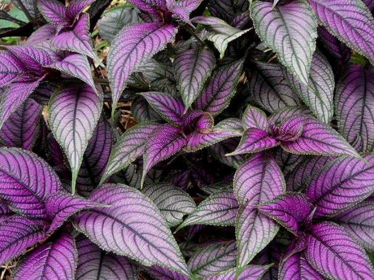 Strobilanthes dyerianus Strdye Persian Shield 120mm
