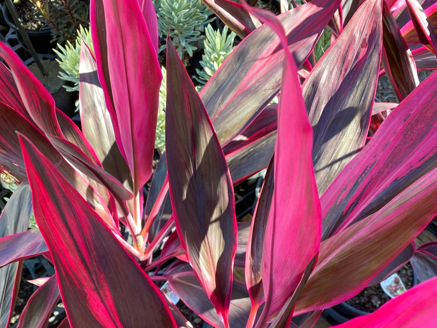 Cordyline fruticosa Red Sister CorfruRSi Cabbage Tree, Cabbage Palm, Good Luck Plant, Palm Lily, Ti Plant 200mm