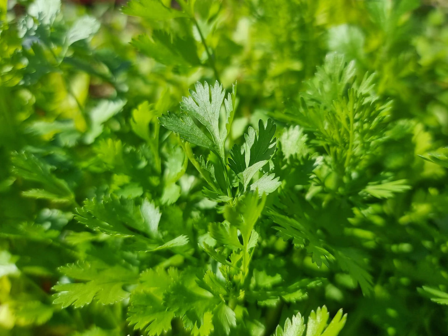 Coriandrum sativum Corsat Coriander, Cilantro, Herb 100mm