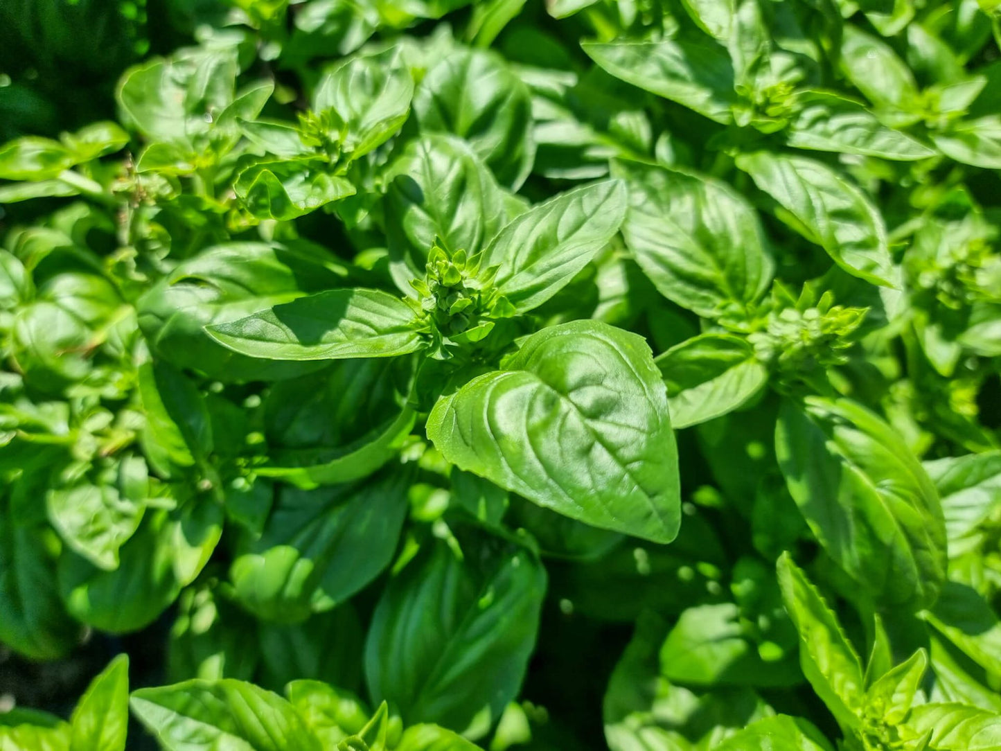 Ocimum basilicum Ocibas Sweet Basil, Herb 70mm