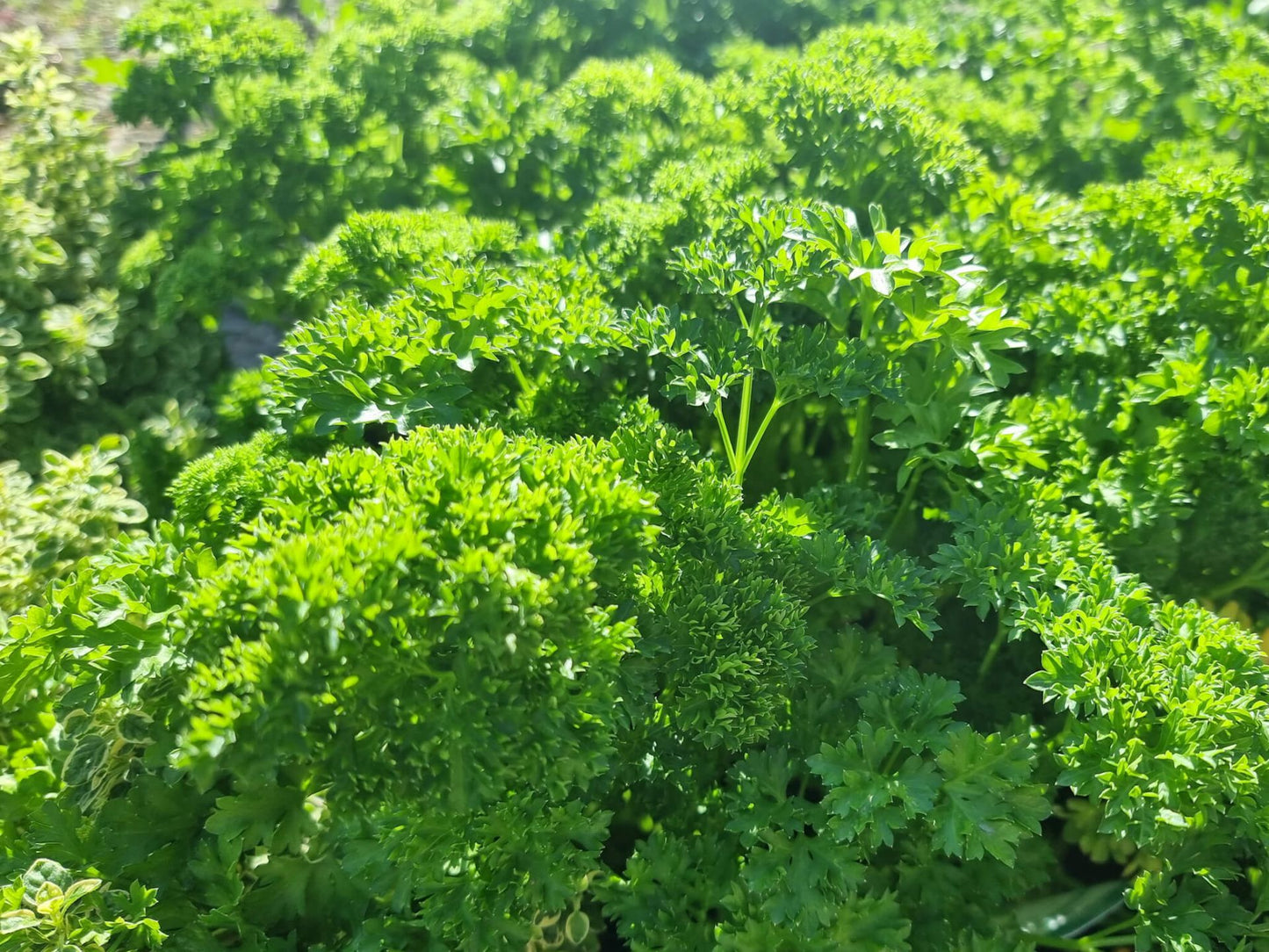 Petroselinum crispum Petcri Curly Parsley, Afro Parsley, Herb