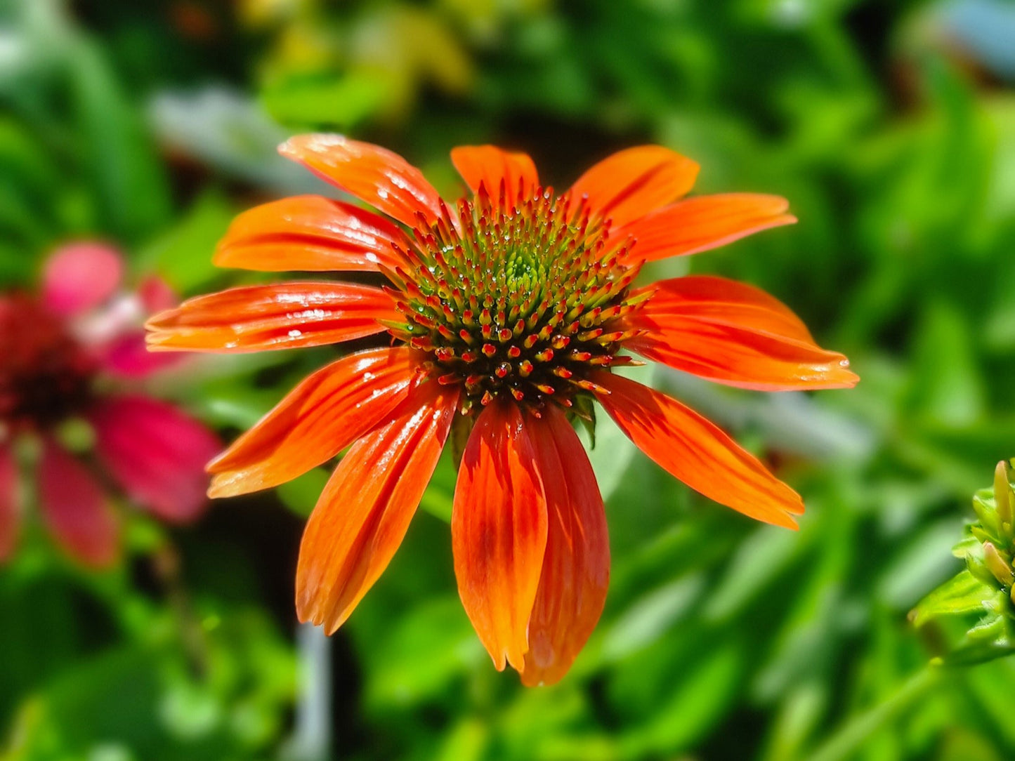 Echinacea hybrida Cheyenne Spirit EchhybCS Coneflower 140mm