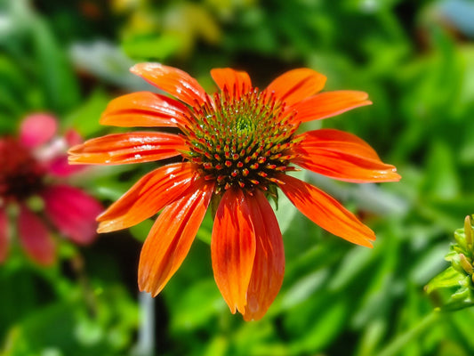 Echinacea hybrida Cheyenne Spirit EchhybCS Coneflower 140mm