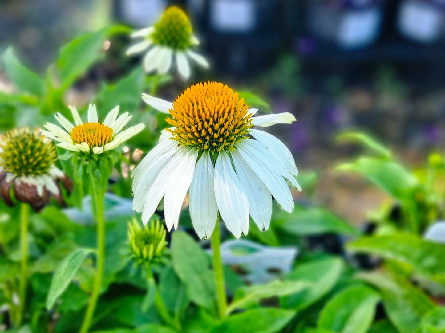 Echinacea purpurea Powwow White EchpurPW Coneflower