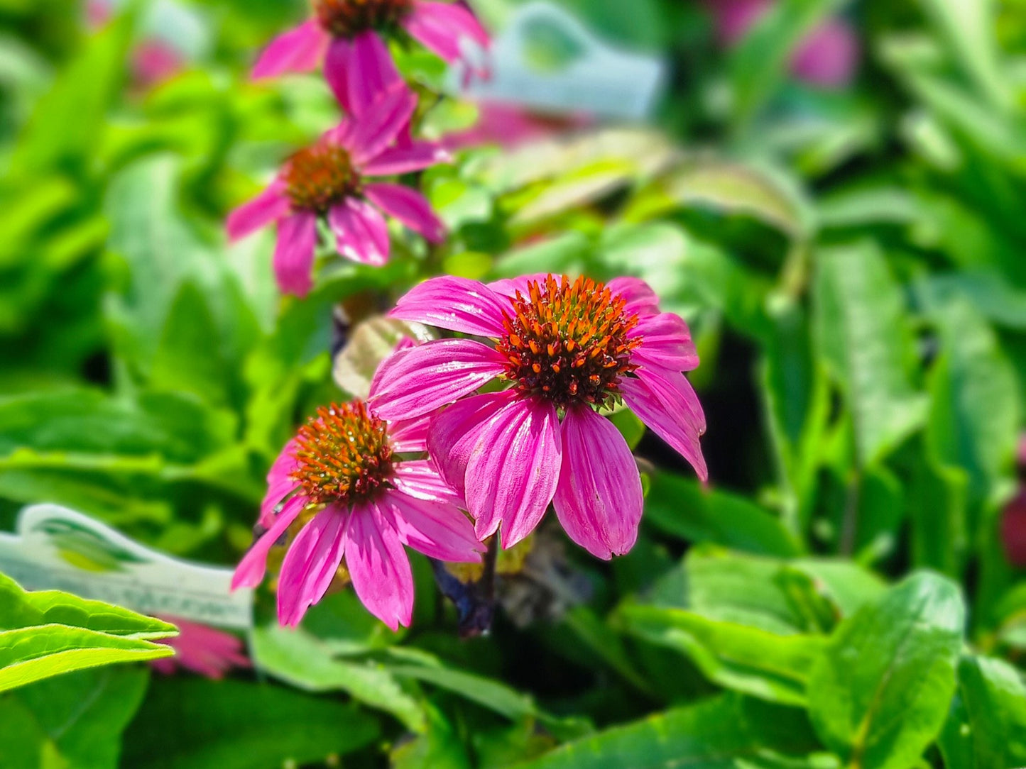Echinacea purpurea Powwow Wild Berry EchpurPWB Coneflower 70mm