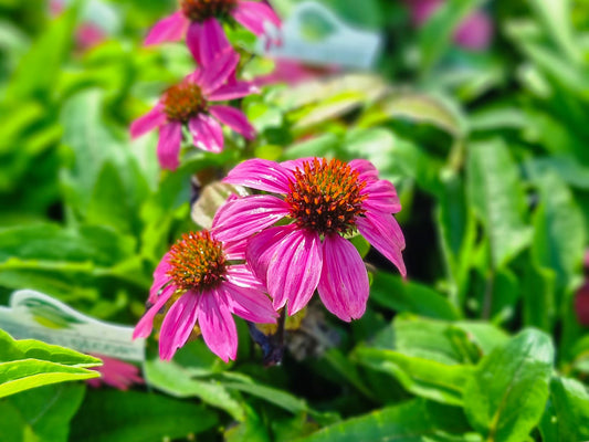 Echinacea purpurea Powwow Wild Berry EchpurPWB Coneflower 70mm