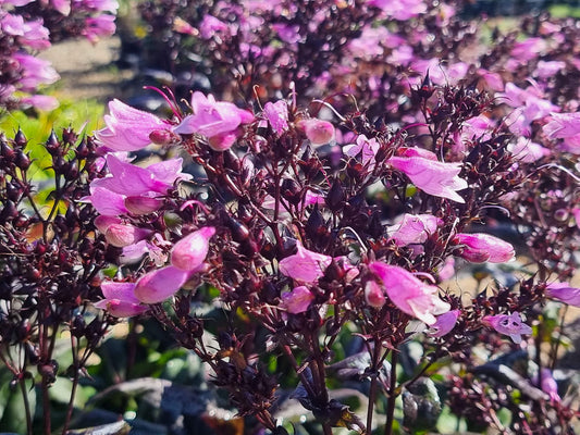 Penstemon digitalis Dakota Burgundy PendigDB Foxglove Beardtongue, Foxglove Penstemon 140mm