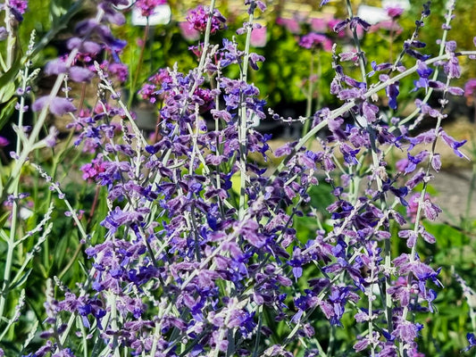 Perovskia atriplicifolia Little Spires PeratrLS Dwarf Russian Sage 140mm