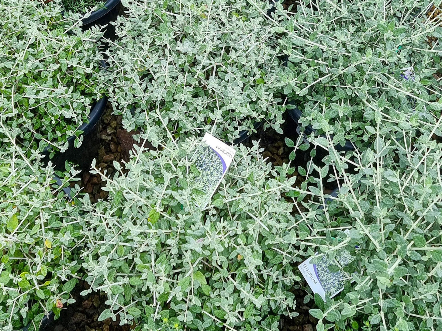 Teucrium fruticans Teufru Syn Chamaedrys latifolia, Germander, Shrubby Germander 140mm