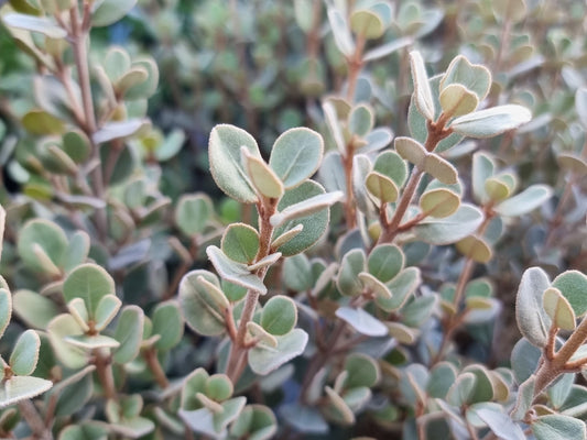 Correa alba Saint Andrews CoralbSA White Correa