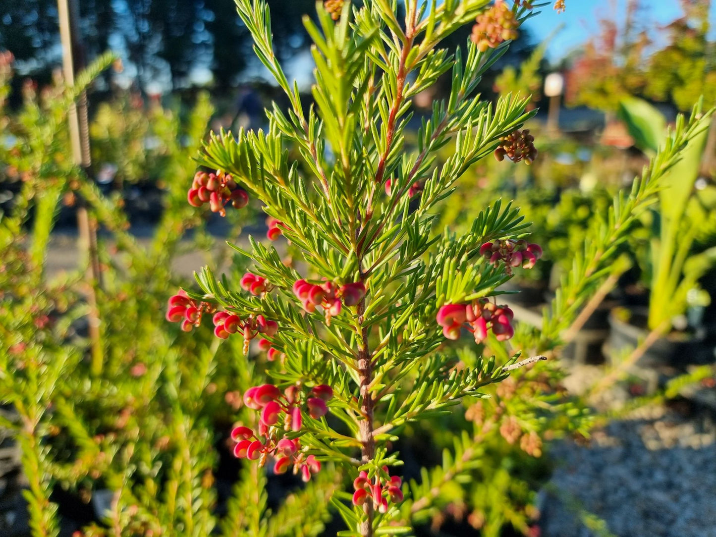 Grevillea rosmarinifolia lanigera Emma Charlotte GrerlEC Rosemary Grevillea 140mm