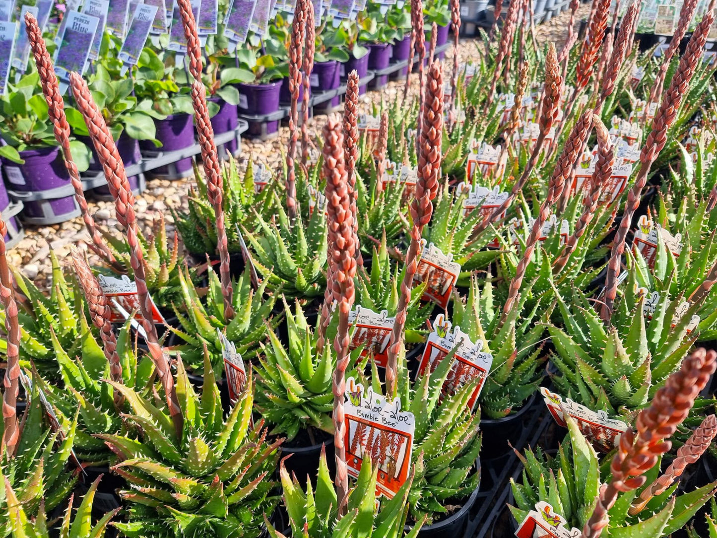 Aloe hybrida Bumble Bee AlohybBB LEO6658, Succulent 140mm