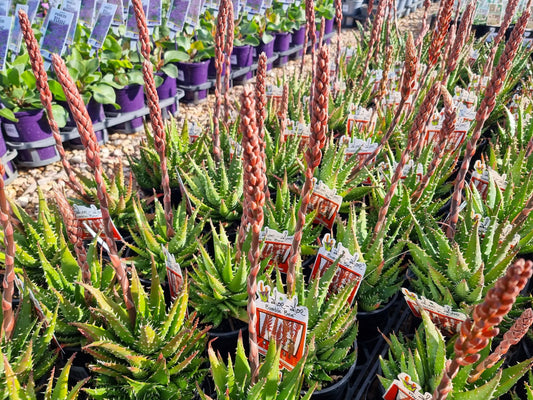 Aloe hybrida Bumble Bee AlohybBB LEO6658, Succulent 140mm