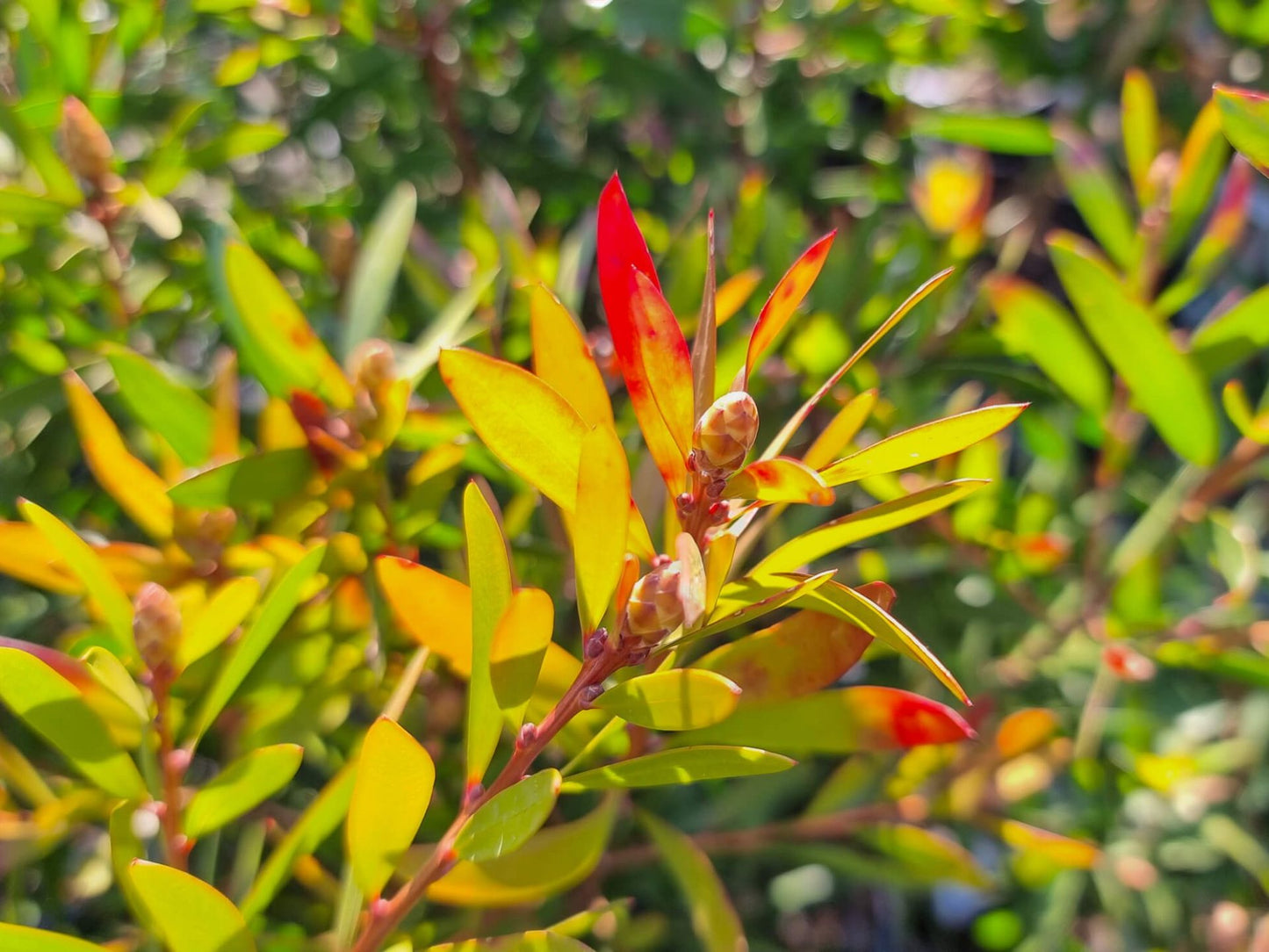 Callistemon hybrida Candy Burst PBR CalhybCB Bottlebrush, CNU06 140mm