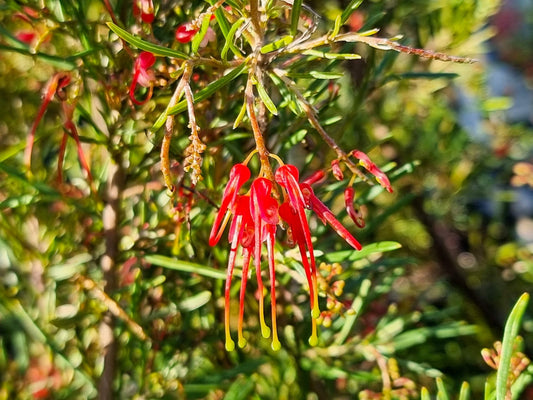 Grevillea pinaster Compacta GrepinCo 140mm