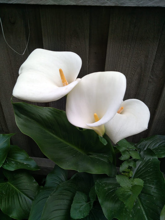 Calla / Arum lily plant - White flower