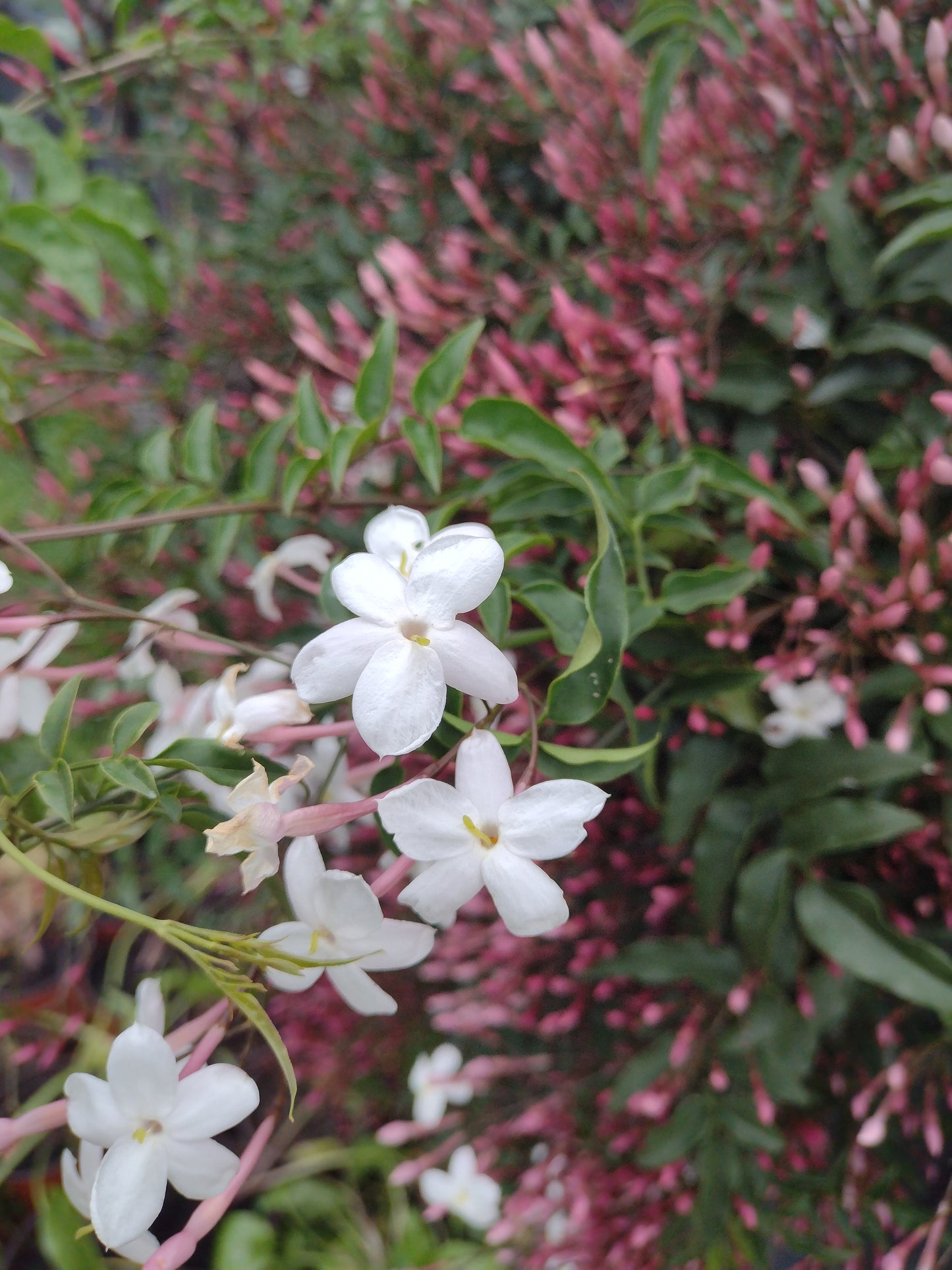 Jasminum polyanthum Jaspol Pink Jasmine, White Jasmine