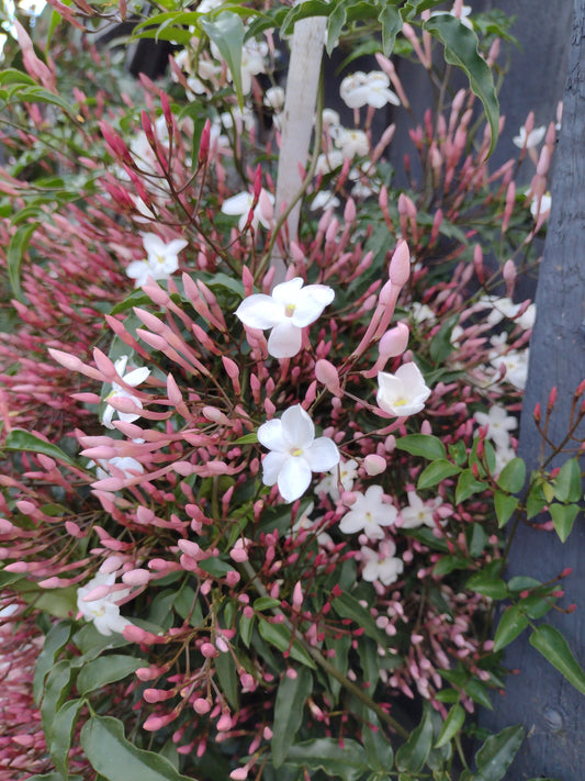 Jasminum polyanthum Jaspol Pink Jasmine, White Jasmine
