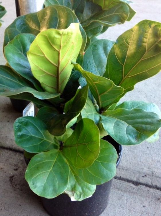 Ficus lyrata Bambino FiclyrBam Dwarf Fiddle Leaf Fig