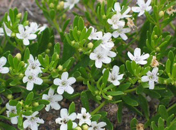 Myoporum parvifolium Myopar Syn Myoporum parvifolium, Creeping Boobialla, Creeping Myoporum