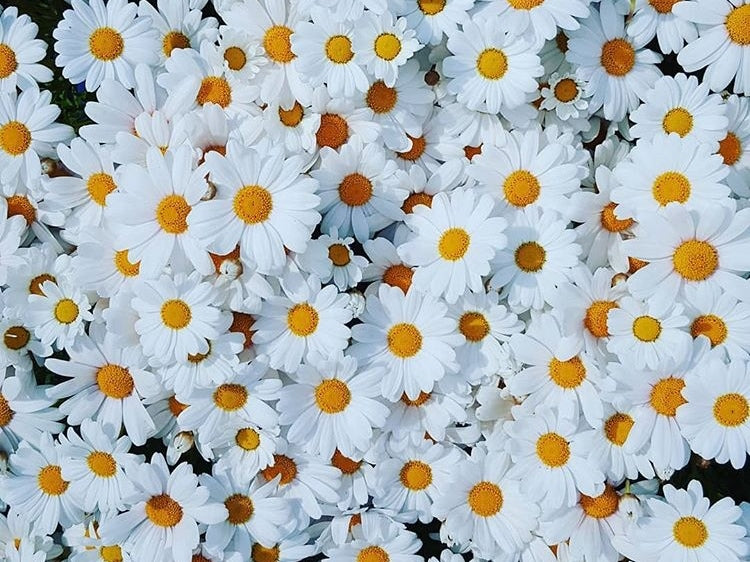 Argyranthemum frutescens Single White ArgfruSiWh Marguerite Daisy, Paris Daisy, Federation Daisy