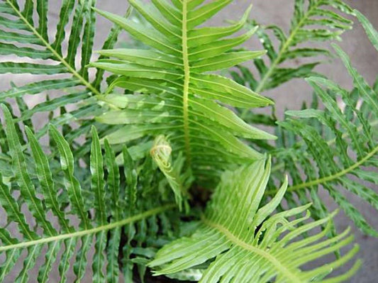 Blechnum gibbum Blegib Syn Oceaniopteris gibba, Blechnum neocaledonicum, Dwarf Tree Fern, Silver Lady Fern, Norfolk Island Water