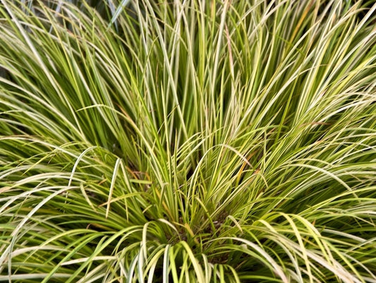 Acorus gramineus Ogon AcograOgo Grass Leaf Sweet Flag Dwarf Sedge Japanese Sweet Flag 140mm