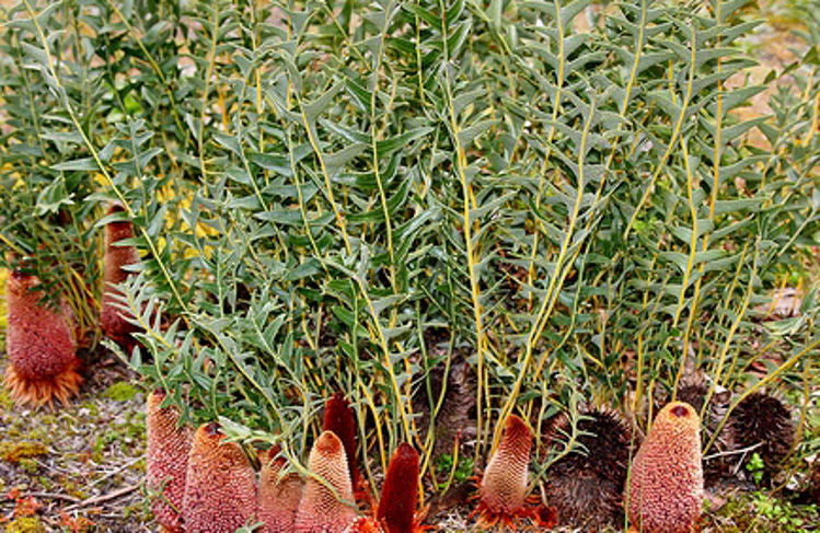 Banksia blechnifolia Banble Groundcover Banksia, Fern Leaf Banksia, Prostrate Banksia 140mm