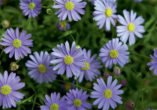 Brachyscome multifida Mauve Delight BramulMD Cut Leaf Daisy, Rocky Daisy, Hawkesbury Daisy