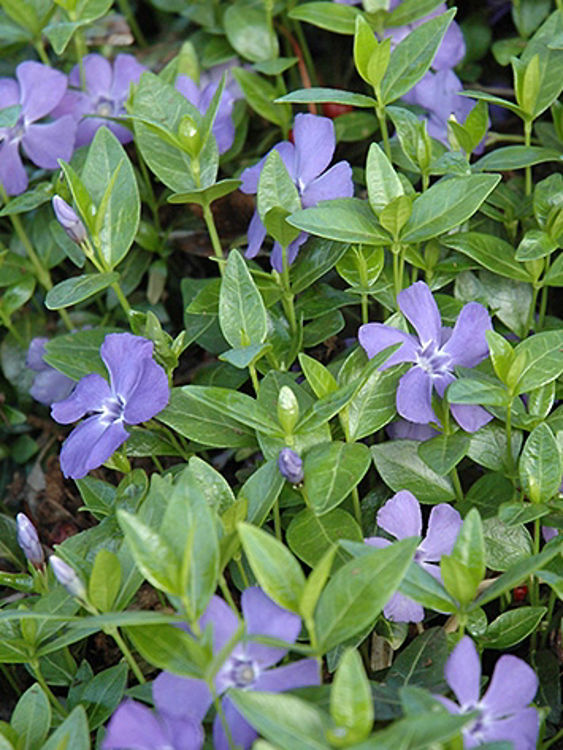 Vinca minor Darts Blue VinminDB Dwarf Periwinkle, Lesser Periwinkle