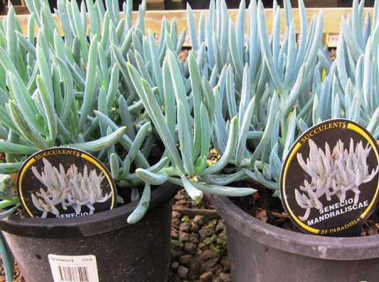 Senecio mandraliscae Senman Blue Chalksticks, Blue Chalk Sticks, Succulent