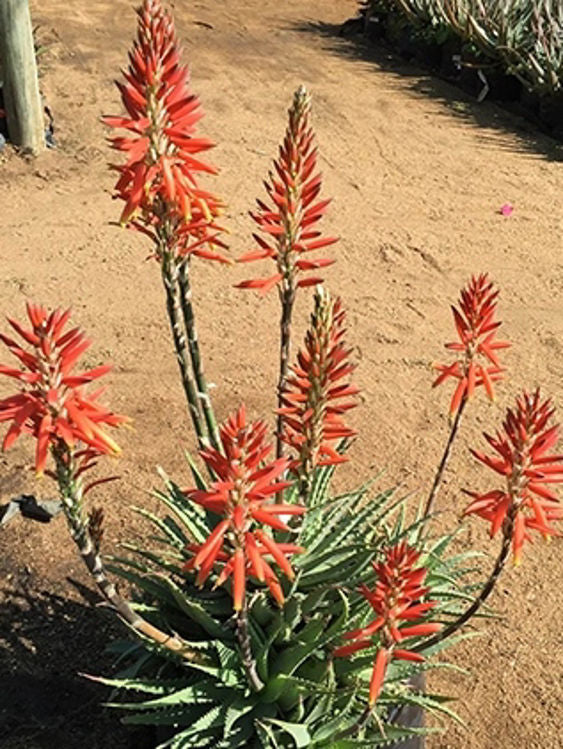 Aloe marlothii arborescens Sea Urchin PBR AlomaSU Succulent, ANDsea