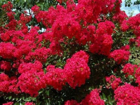Lagerstroemia indica fauriei Tonto LagifTon Pink Crepe Myrtle 200mm