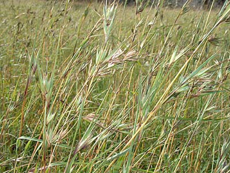 Themeda triandra Thetri Syn Themeda australis, Kangaroo Grass