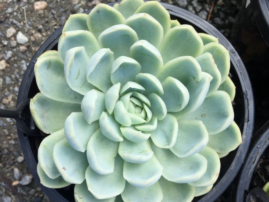 Echeveria elegans Echele Mexican Snowball, Mexican Gem, Succulent