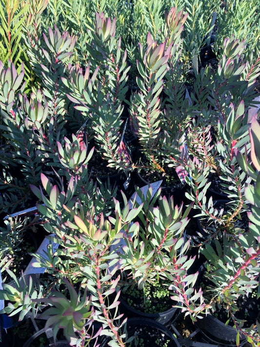 Leucadendron salignum Amethyst LeusalAme Conebush