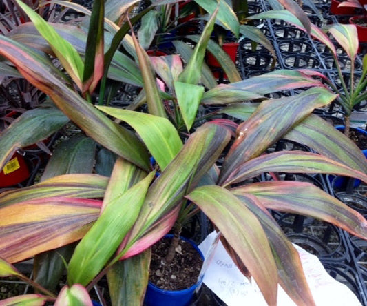 Cordyline fruticosa Hilo Rainbow CorfruHR Cabbage Tree, Cabbage Palm, Good Luck Plant, Palm Lily, Ti Plant 200mm