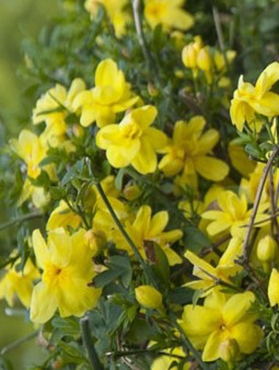 Jasminum mesnyi Jasmes Primrose Jasmine, Chinese Jasmine