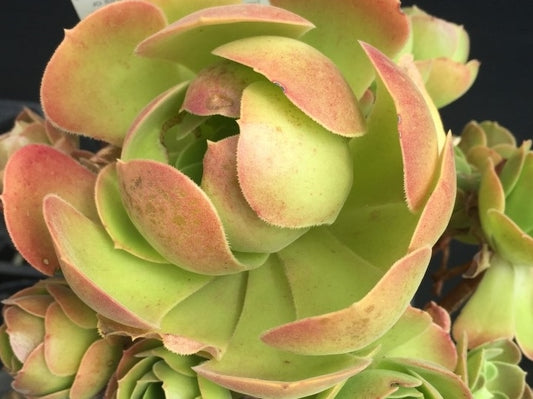 Aeonium hybrida Blush AeohybBlu Tree Aeonium, Tree Houseleek, Irish Rose, Succulent 140mm