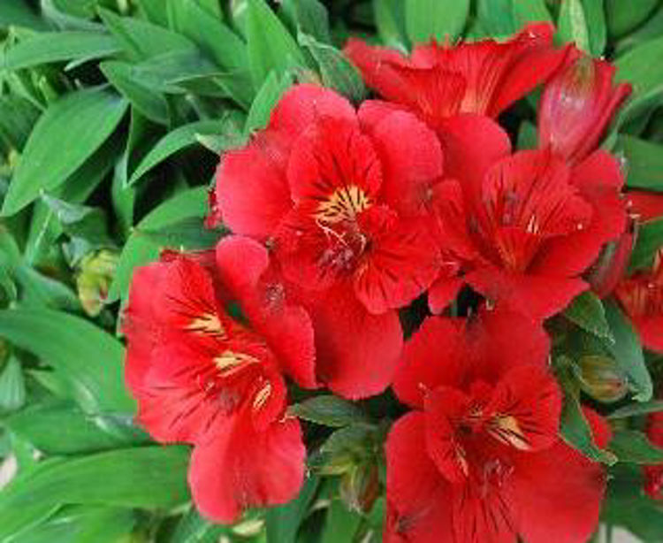 Alstroemeria hybrida Princess Kate AlshybPK Peruvian Lily, Princess Lily 170mm