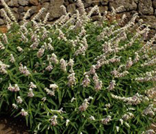 Salvia leucantha Velour White SalleuVW Mexican Bush Sage 140mm