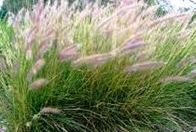 Pennisetum setaceum Penset Red Fountain Grass, Crimson Fountain Grass