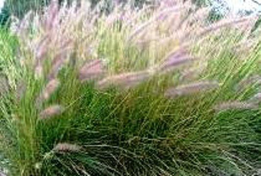 Pennisetum setaceum Penset Red Fountain Grass, Crimson Fountain Grass